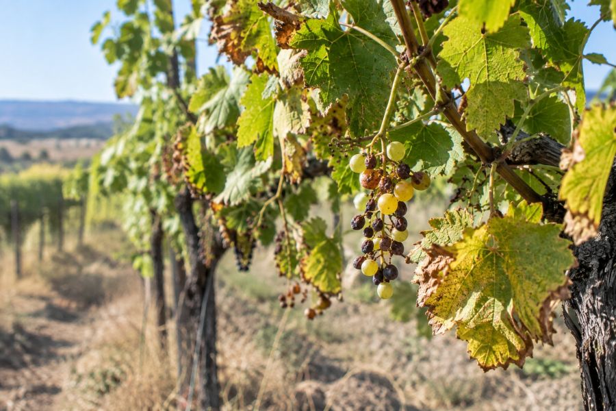 obrázek: Sucho připravilo moravské vinaře až o 40 procent úrody. Zbývající hrozny ohrožují špačci