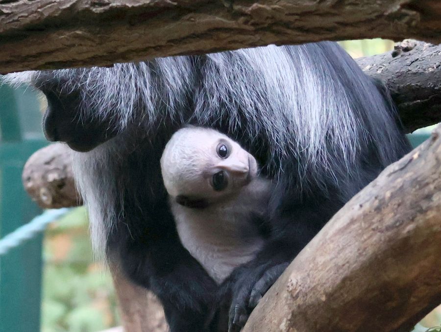V Zoo Hodonín se narodilo třetí mládě guerézy běloramenné. Návštěvníci ho už mohou vidět