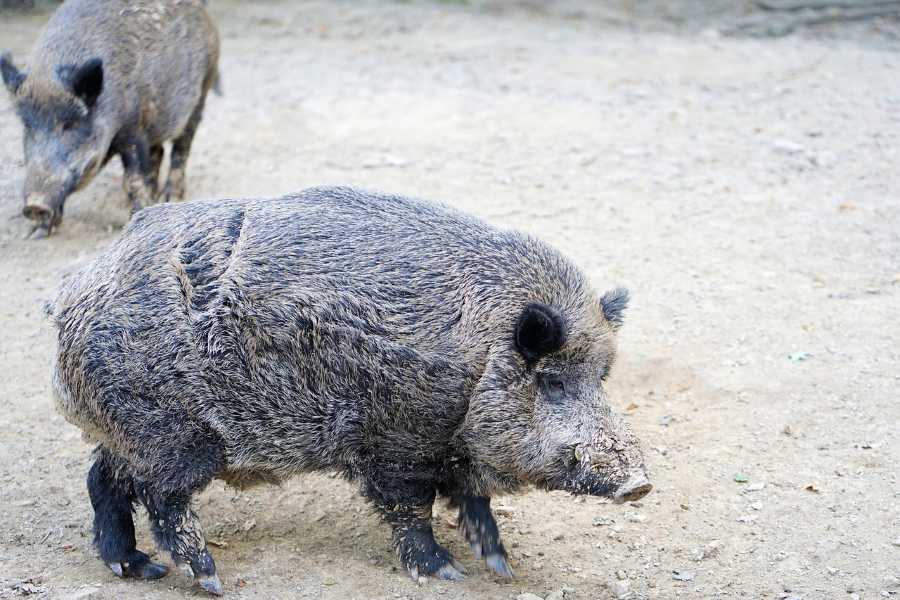 Myslivci na Vysočině odevzdávají každý říjen čelisti divočáků. Kraj za ně platí až 700 korun
