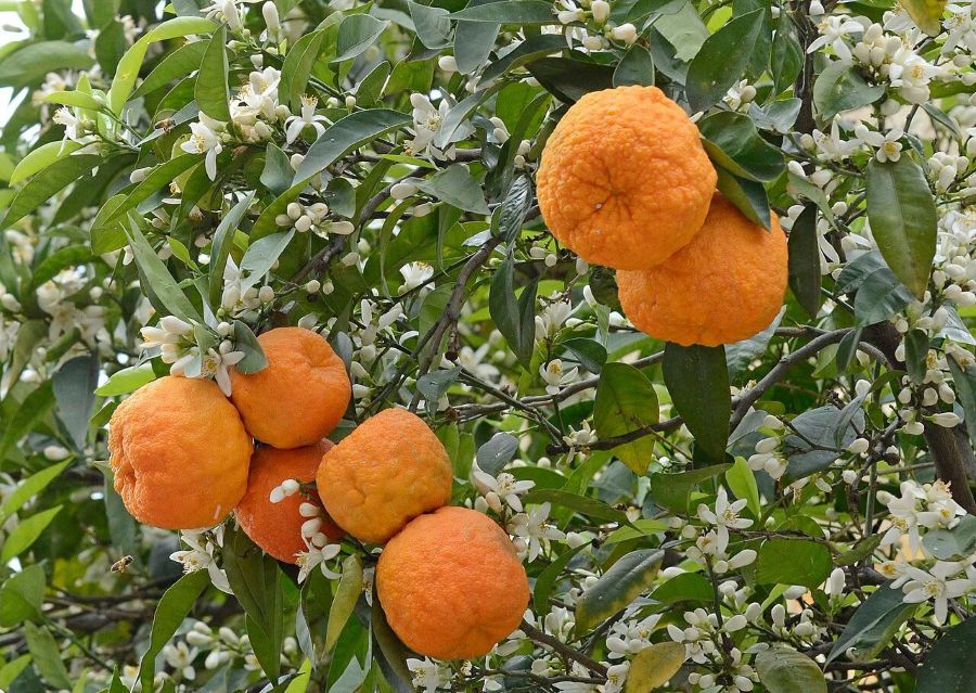 Brněnské skleníky hostí výstavu citrusů. Některé rostliny si návštěvníci odnesou domů