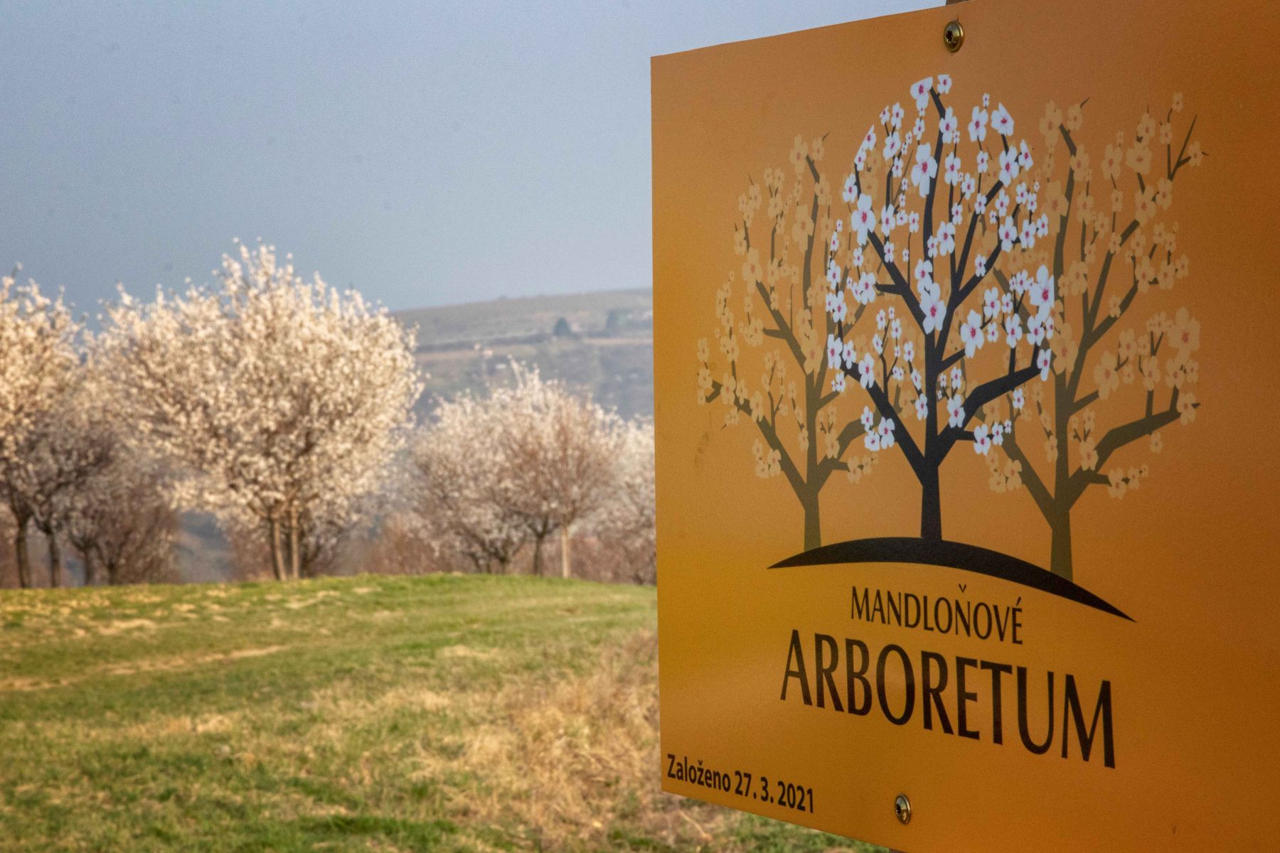 obrázek: Mandlárna píše historii: V Hustopečích je první mandlové arboretum v Česku