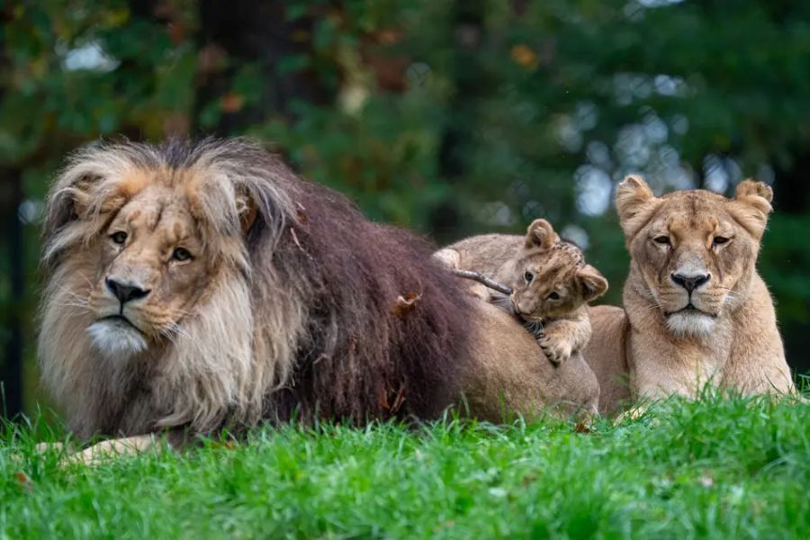 Zoo Brno během prázdnin přilákala necelých 108 tisíc návštěvníků. Srpen brzdila tropická vedra