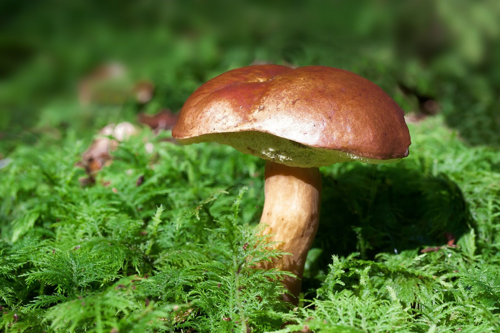 obrázek: V Dolních Heršpicích u Svratky vznikne přírodní biotop