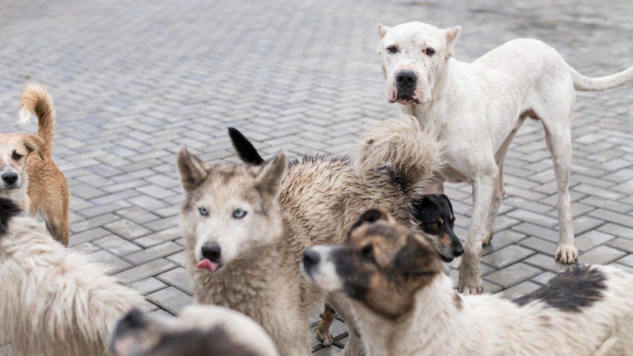 obrázek: V Rousínově našli veterináři 27 psů a koček ve špatném stavu. U zásahu byla policie