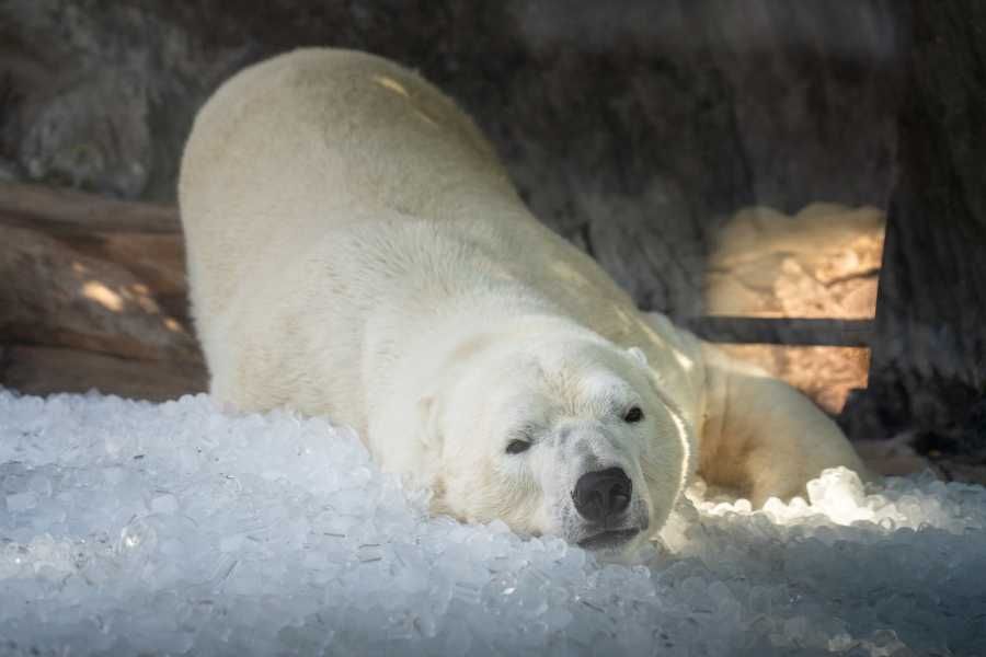Zoologické zahrady v ČR se adaptují na horké léto
