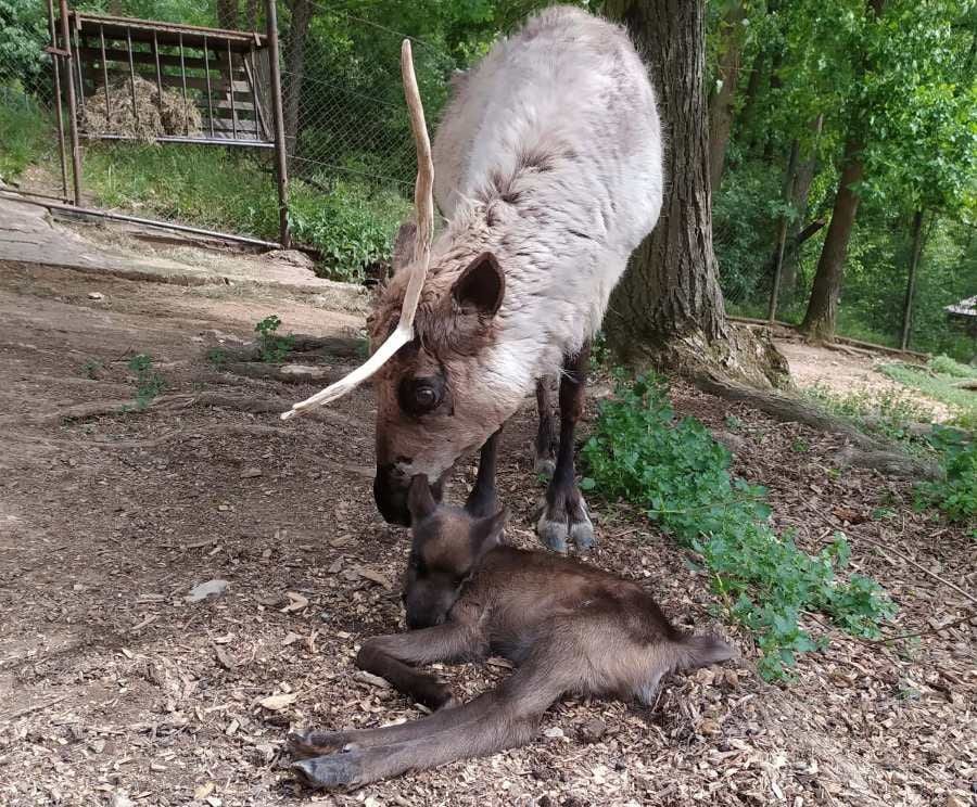 obrázek: Brněnská zoo hlásí nové přírůstky: tři sobi a dva jeřábi