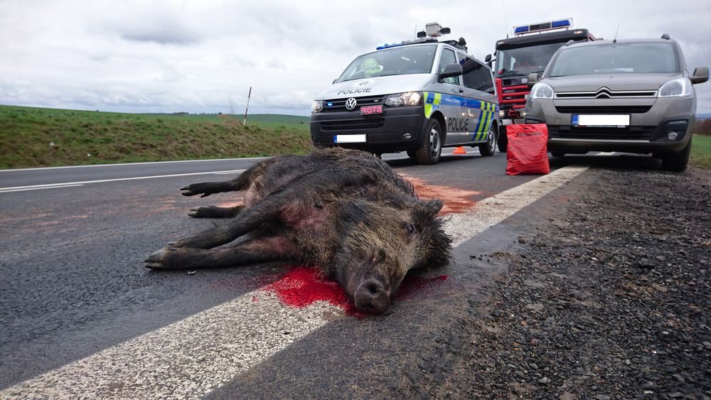 Pozor na kance na silních, 18 kolizí za jednu noc
