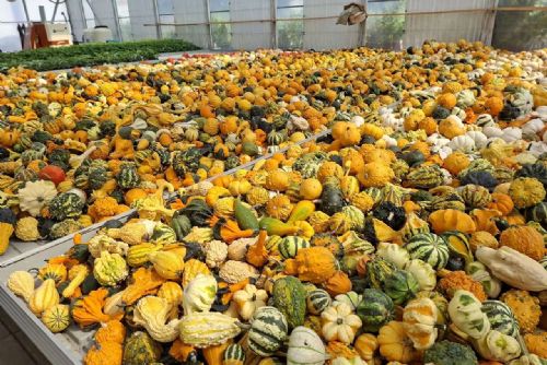 obrázek:Halloween se blíží. Kde na Brněnsku sehnat dýně na vyřezávání