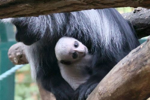obrázek:V Zoo Hodonín se narodilo třetí mládě guerézy běloramenné. Návštěvníci ho už mohou vidět