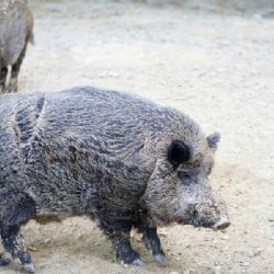 Myslivci na Vysočině odevzdávají každý říjen čelisti divočáků. Kraj za ně platí až 700 korun