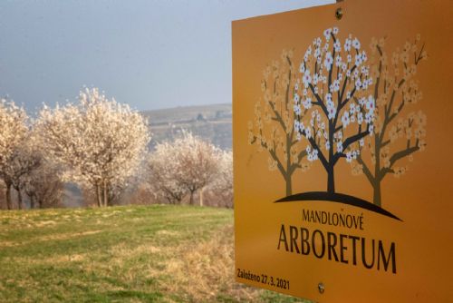 obrázek:Mandlárna píše historii: V Hustopečích je první mandlové arboretum v Česku