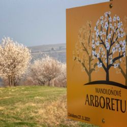 Mandlárna píše historii: V Hustopečích je první mandlové arboretum v Česku