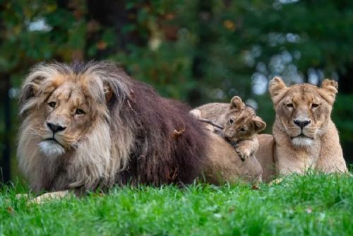 obrázek:Zoo Brno během prázdnin přilákala necelých 108 tisíc návštěvníků. Srpen brzdila tropická vedra