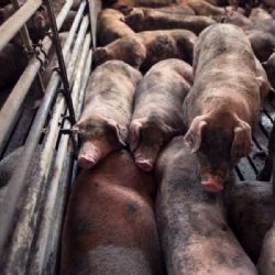 Prasata v Jihomoravském kraji lámou rekordy: 125 tisíc kusů