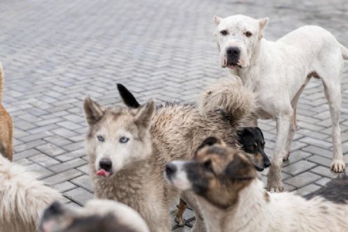 obrázek:V Rousínově našli veterináři 27 psů a koček ve špatném stavu. U zásahu byla policie