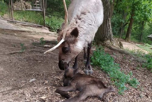 obrázek:Brněnská zoo hlásí nové přírůstky: tři sobi a dva jeřábi