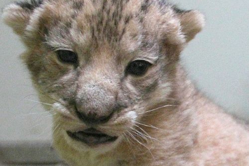 Foto: Vzácný lev Berberský v Hodonínské zoo