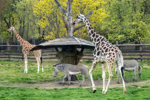 Foto: Děti by měly chodit do zoo žasnout nad přírodou a rodiče by se měli přidat