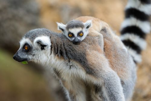 Foto: Zoo Brno má po pětadvaceti letech novou ředitelku