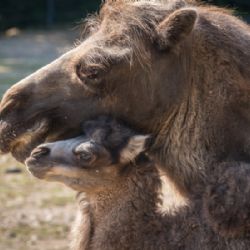 Radost v Zoo Praha: Samice velblouda dvouhrbého Sophia porodila mládě