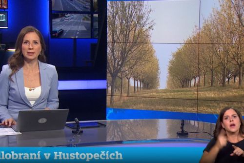 obrázek:V Hustopečích poprvé sklízeli mandle přímo s návštěvníky. Mandlobraní nabídlo i neobvyklé ukázky