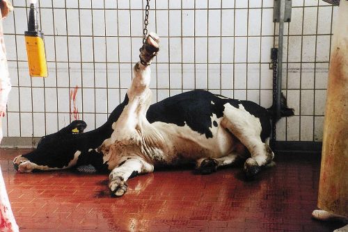 Foto: Za týrání zvířat 3 roky v cele