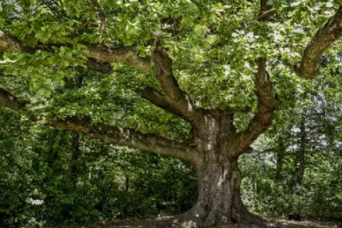 Foto: Brněnští radní přislíbili podporu dalším dvěma žadatelům o dotaci na zelené střechy