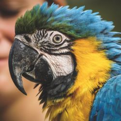 V brněnské zoo se plánuje modernizace vstupu pro návštěvníky
